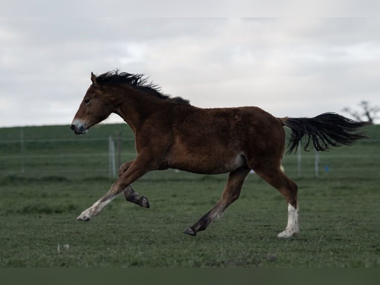 Freiberger Gelding 3 years Brown in Uettligen
