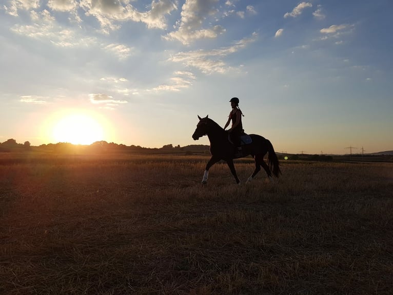 Freiberger Gelding 3 years in Rümmingen Freiberger Gelding 3 years in Rümmingen