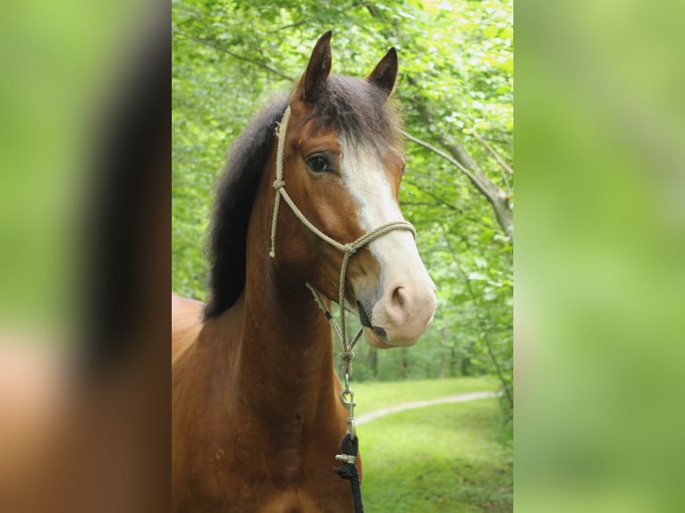 Freiberger Gelding 4 years 15,1 hh Bay-Dark in Kerns