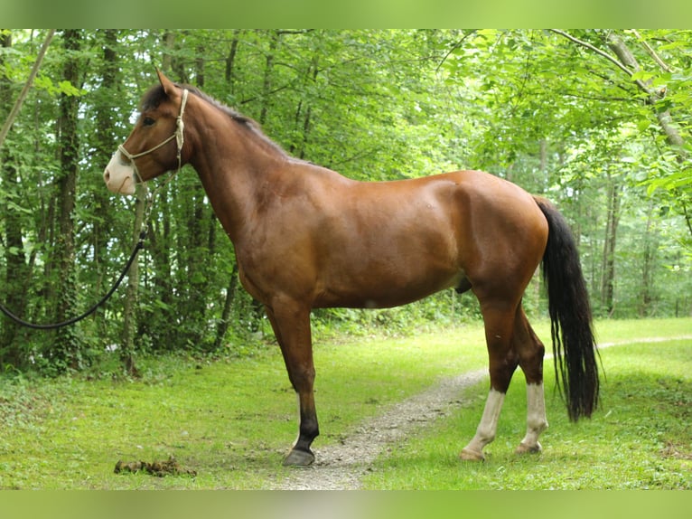 Freiberger Gelding 4 years 15,1 hh Bay-Dark in Kerns