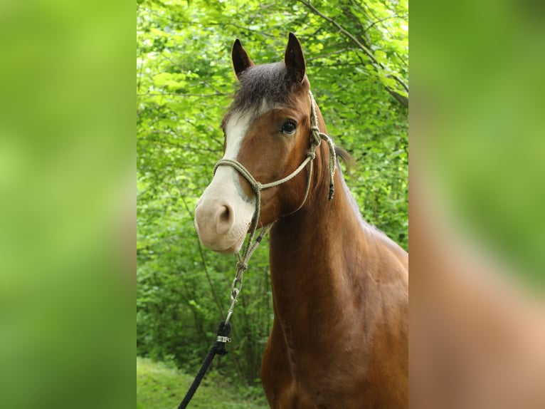 Freiberger Gelding 4 years 15,1 hh Bay-Dark in Kerns