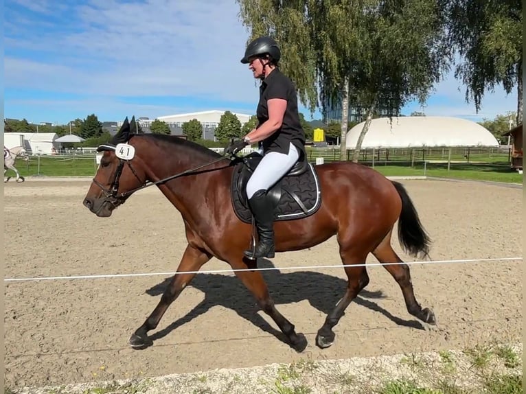 Freiberger Gelding 4 years 15.2 hh Bay-Dark in Thalheim an der Thur