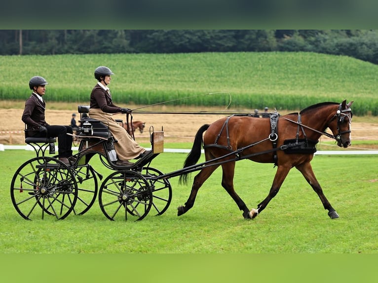 Freiberger Gelding 4 years 15.2 hh Bay-Dark in Thalheim an der Thur