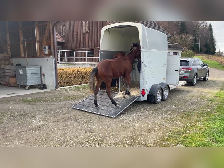 Freiberger Gelding 4 years 15.2 hh Bay-Dark in Thalheim an der Thur