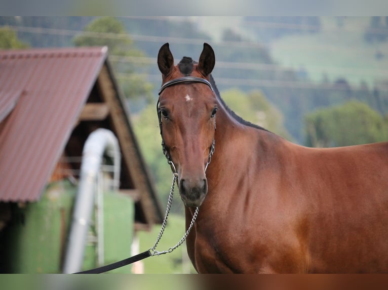 Freiberger Gelding 4 years 15,2 hh Bay-Dark in Saanen