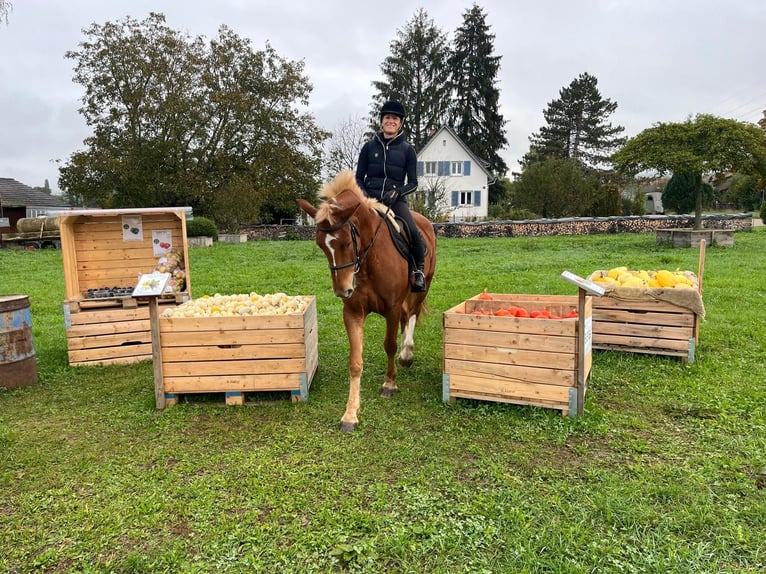 Freiberger Gelding 4 years 15,2 hh Brown in R&#xFC;mmingen