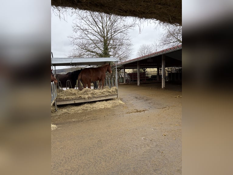 Freiberger Gelding 4 years 15.2 hh Chestnut in Rümmingen