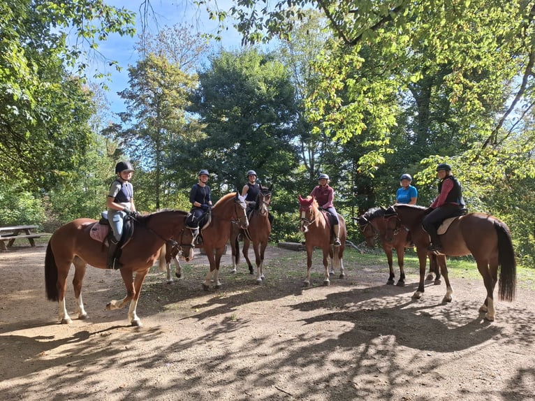 Freiberger Gelding 4 years 15.2 hh Chestnut-Red in Rümmingen