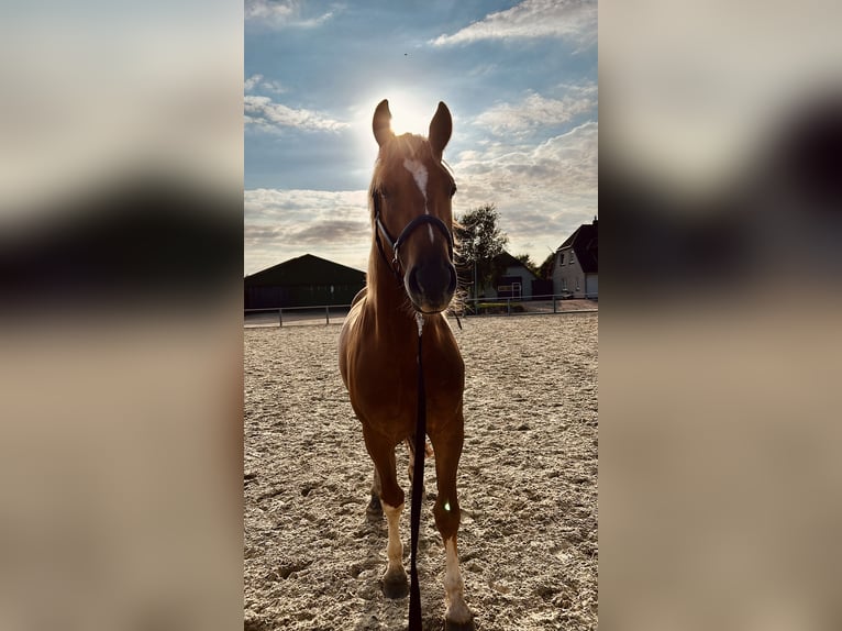 Freiberger Gelding 4 years 15 hh Chestnut-Red in Behrendorf