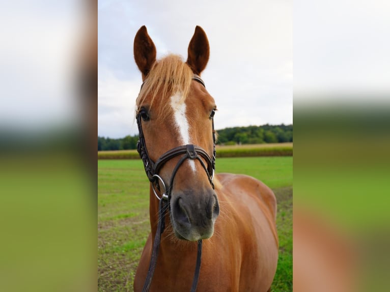 Freiberger Gelding 4 years 15 hh Chestnut-Red in Ménières