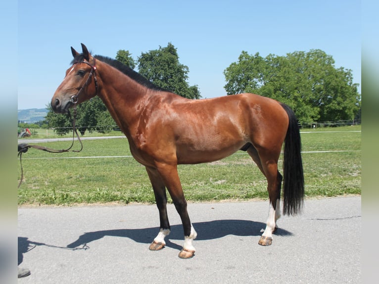 Freiberger Gelding 4 years 15,1 hh Brown in Sch&#xF6;nholzerswilen