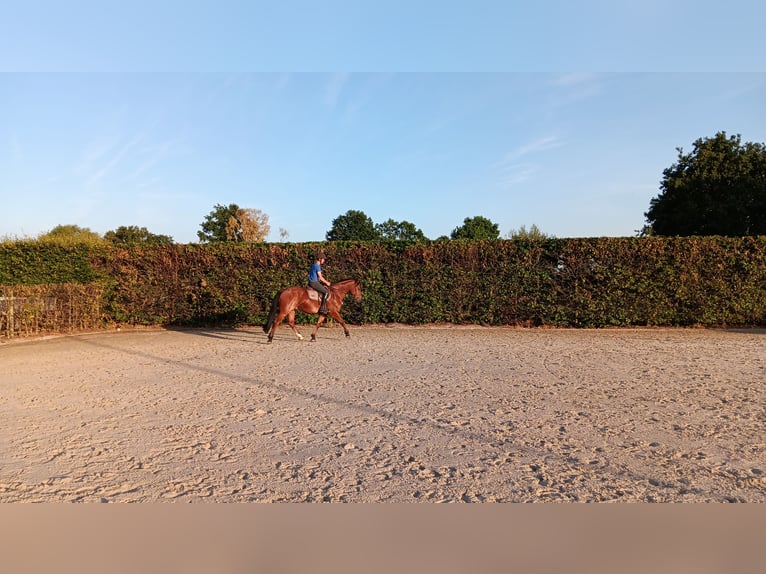 Freiberger Gelding 4 years 15,1 hh Brown in Puurs