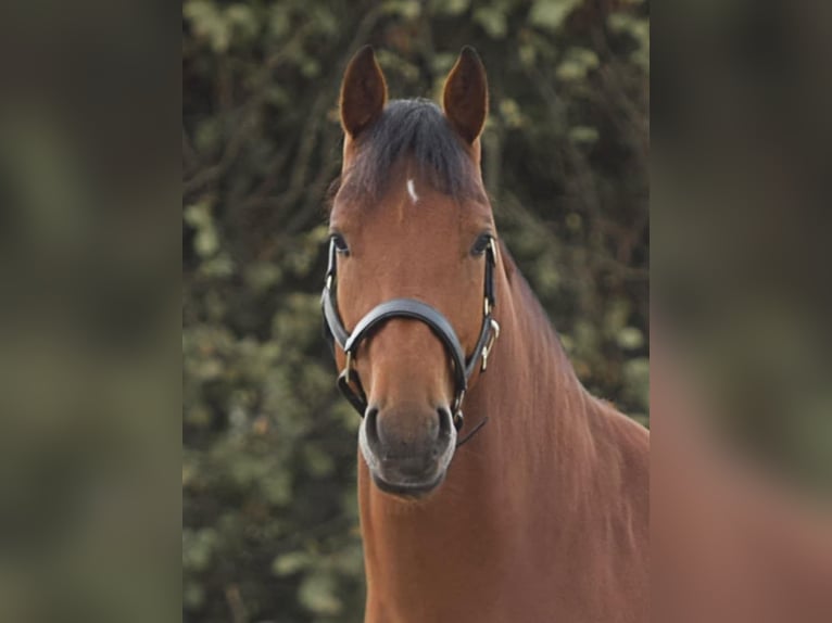 Freiberger Gelding 4 years 15,1 hh Brown in Puurs