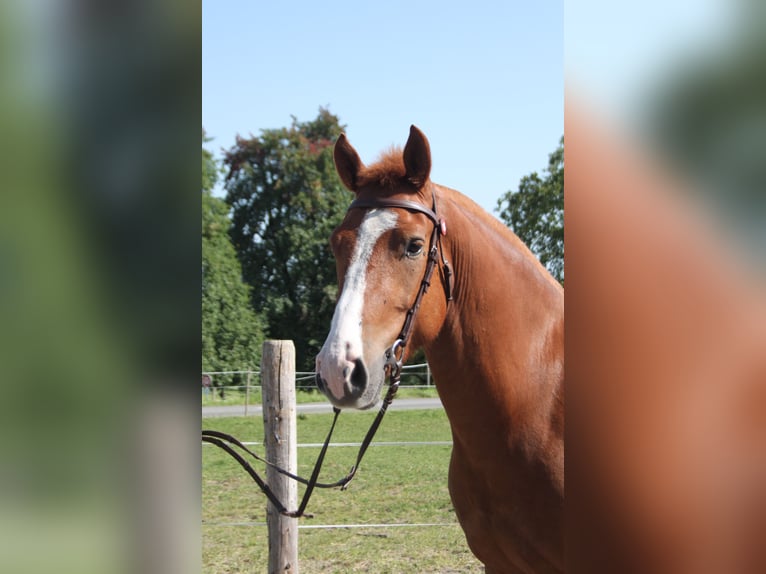 Freiberger Gelding 4 years 15,1 hh Chestnut-Red in Sch&#xF6;nholzerswilen
