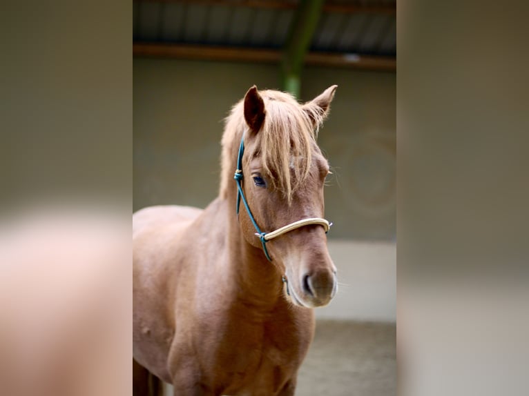 Freiberger Gelding 4 years 15,1 hh Chestnut-Red in Paderborn Freiberger Gelding 4 years 15,1 hh Chestnut-Red in Paderborn