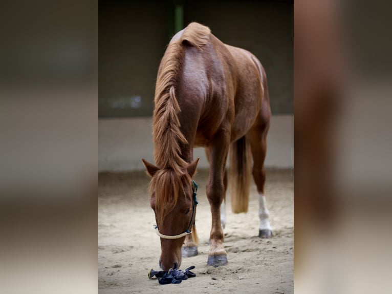 Freiberger Gelding 4 years 15,1 hh Chestnut-Red in Paderborn Freiberger Gelding 4 years 15,1 hh Chestnut-Red in Paderborn