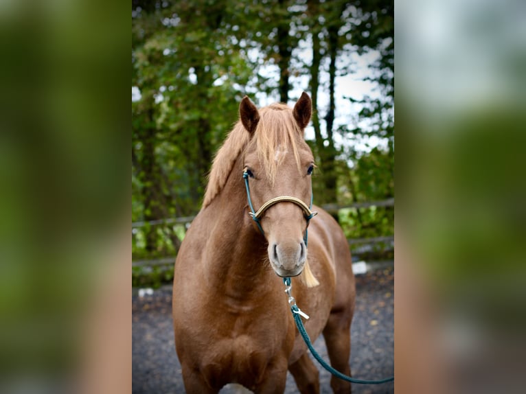 Freiberger Gelding 4 years 15,1 hh Chestnut-Red in Paderborn Freiberger Gelding 4 years 15,1 hh Chestnut-Red in Paderborn