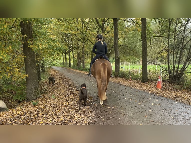 Freiberger Gelding 4 years 15,1 hh Chestnut-Red in Paderborn Freiberger Gelding 4 years 15,1 hh Chestnut-Red in Paderborn
