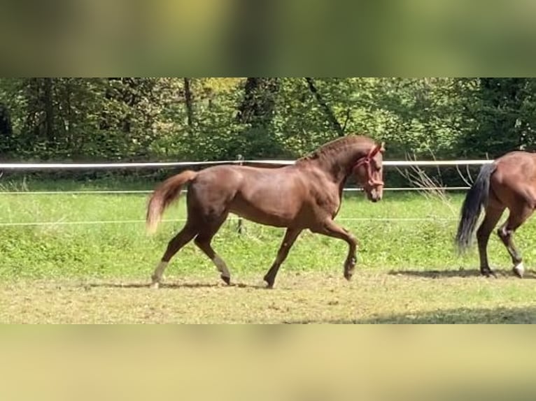 Freiberger Gelding 4 years 15,1 hh Chestnut-Red in Paderborn Freiberger Gelding 4 years 15,1 hh Chestnut-Red in Paderborn