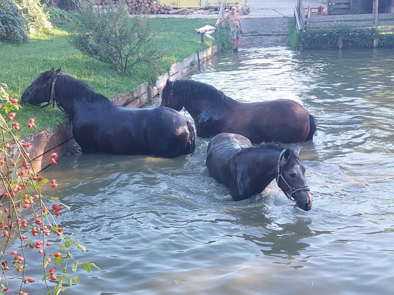 Freiberger Mix Gelding 4 years 15,1 hh Gray in Taufkirchen/Vils