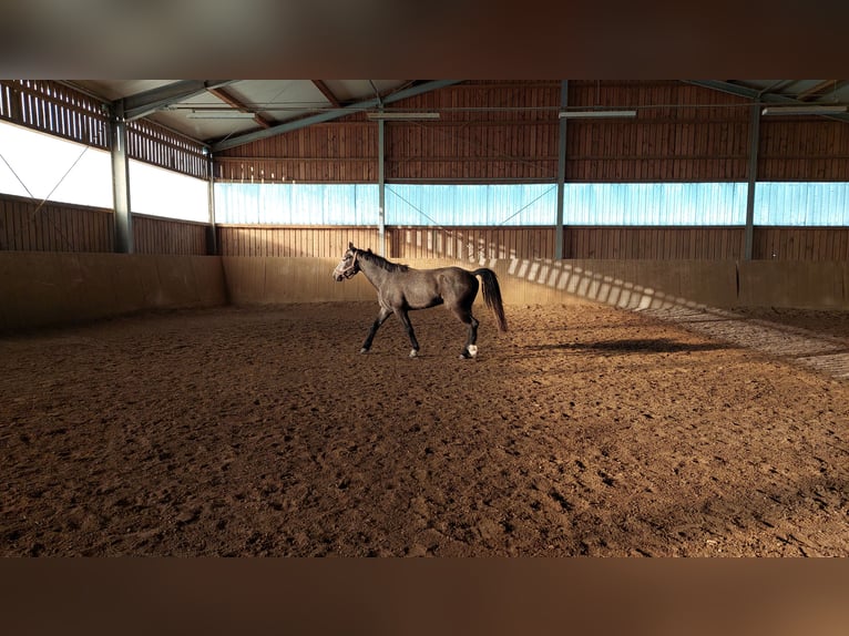 Freiberger Mix Gelding 4 years 15,1 hh Gray in Taufkirchen/Vils