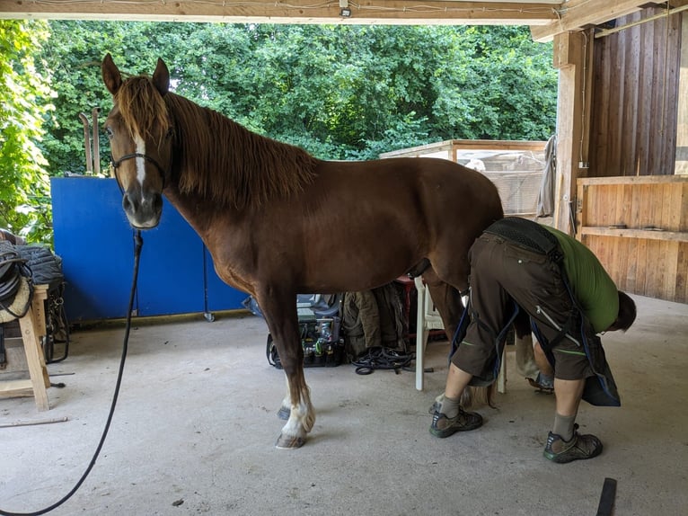 Freiberger Gelding 4 years 15,1 hh in Viesecke Freiberger Gelding 4 years 15,1 hh in Viesecke