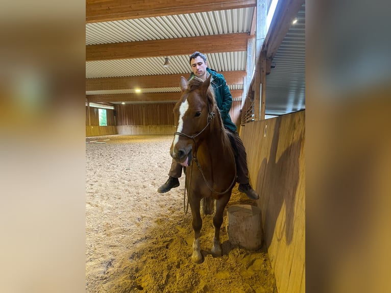 Freiberger Gelding 4 years 15,1 hh in Viesecke Freiberger Gelding 4 years 15,1 hh in Viesecke