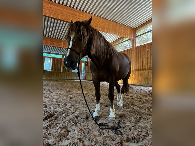 Freiberger Gelding 4 years 15,1 hh in Viesecke Freiberger Gelding 4 years 15,1 hh in Viesecke