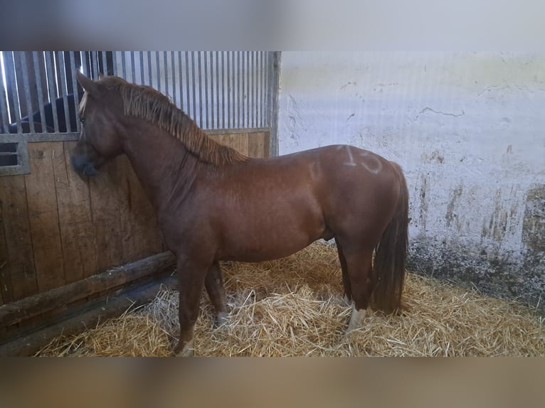 Freiberger Gelding 4 years 15,1 hh in Viesecke Freiberger Gelding 4 years 15,1 hh in Viesecke