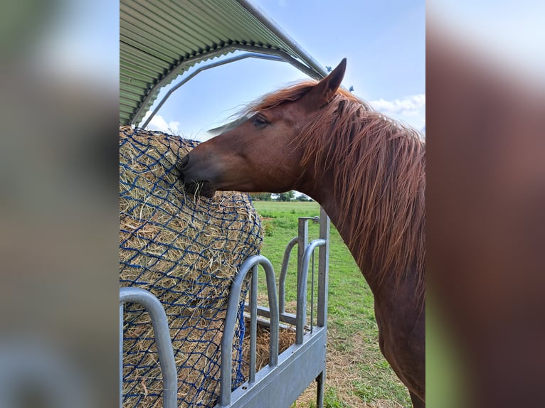 Freiberger Gelding 4 years 15,1 hh in Viesecke Freiberger Gelding 4 years 15,1 hh in Viesecke