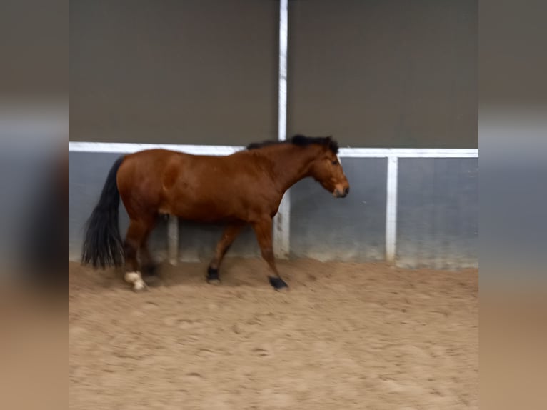 Freiberger Gelding 4 years 15,2 hh Brown in Hamburg