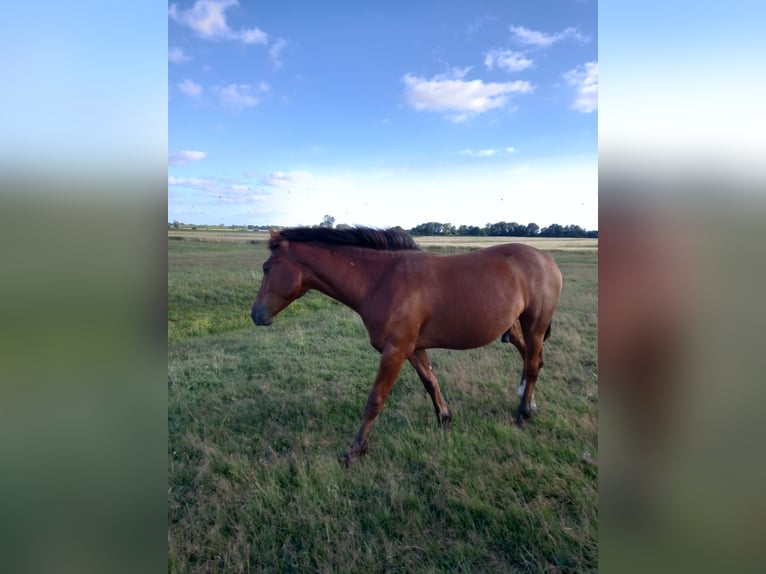 Freiberger Gelding 4 years 15,2 hh Brown in Hamburg