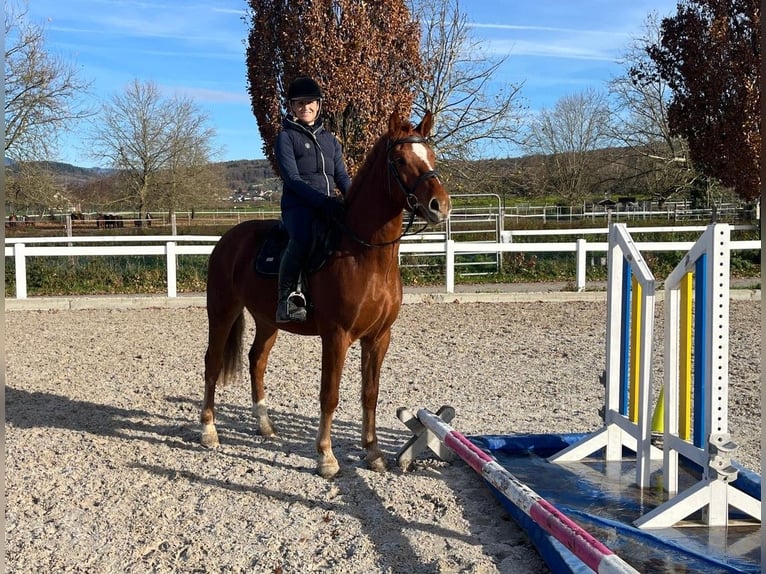 Freiberger Gelding 4 years 15,2 hh Chestnut in Rümmingen