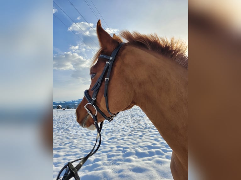 Freiberger Gelding 4 years 15,2 hh Chestnut-Red in Sins