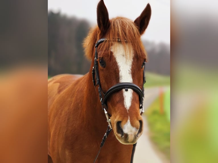 Freiberger Gelding 4 years 15,2 hh Chestnut-Red in Sins