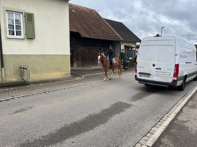 Freiberger Gelding 4 years 15,2 hh Chestnut-Red in Rümmingen