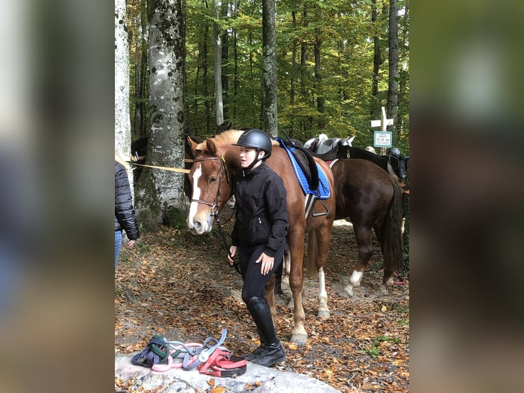 Freiberger Gelding 4 years 15,2 hh Chestnut-Red in Rümmingen