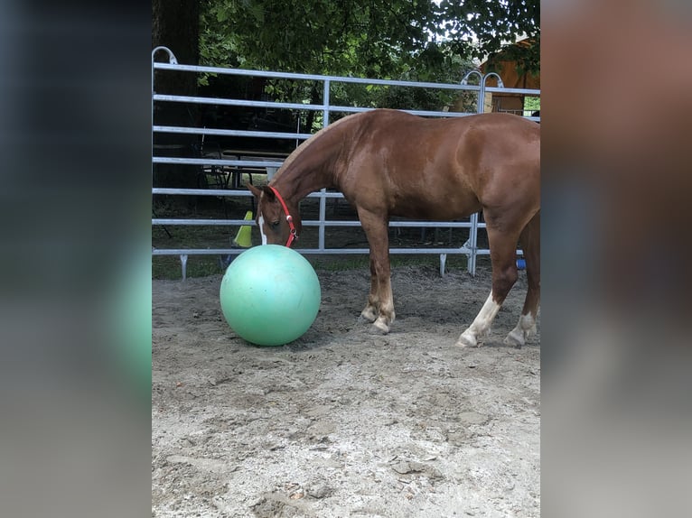 Freiberger Gelding 4 years 15,2 hh Chestnut-Red in Rümmingen