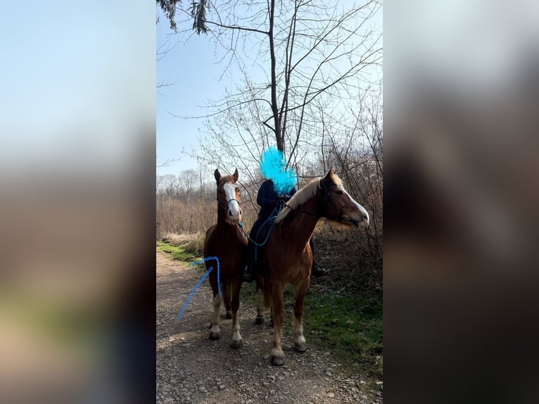 Freiberger Gelding 4 years 16.2 hh Chestnut-Red in Hagenthal le Bas