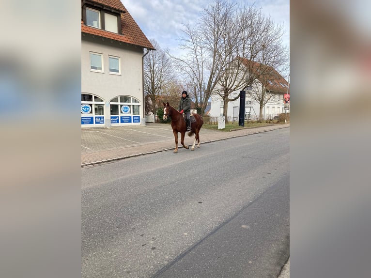 Freiberger Gelding 4 years 16 hh Chestnut in Rümmingen
