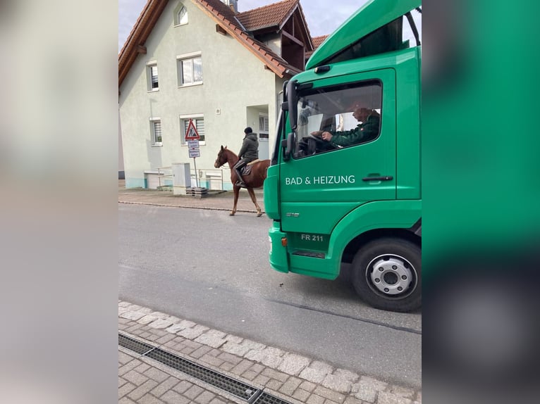 Freiberger Gelding 4 years 16 hh Chestnut in Rümmingen