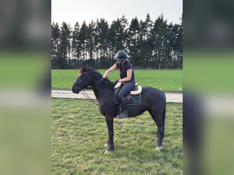 Freiberger Mix Gelding 5 years 14.2 hh Black in Weisel