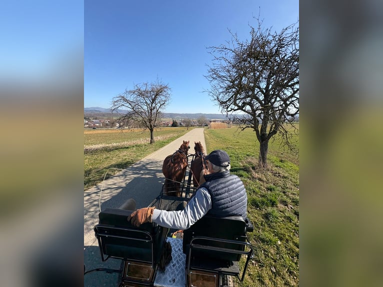 Freiberger Gelding 5 years 14.3 hh Brown in Rümmingen