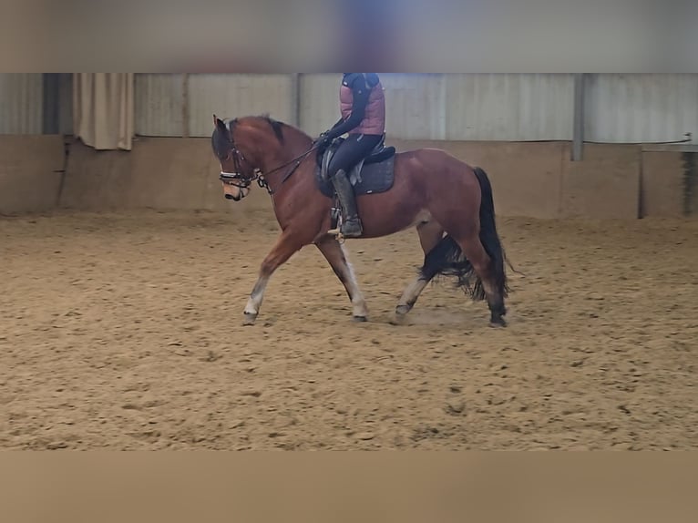 Freiberger Gelding 5 years 14,3 hh Brown in Mülheim an der Ruhr