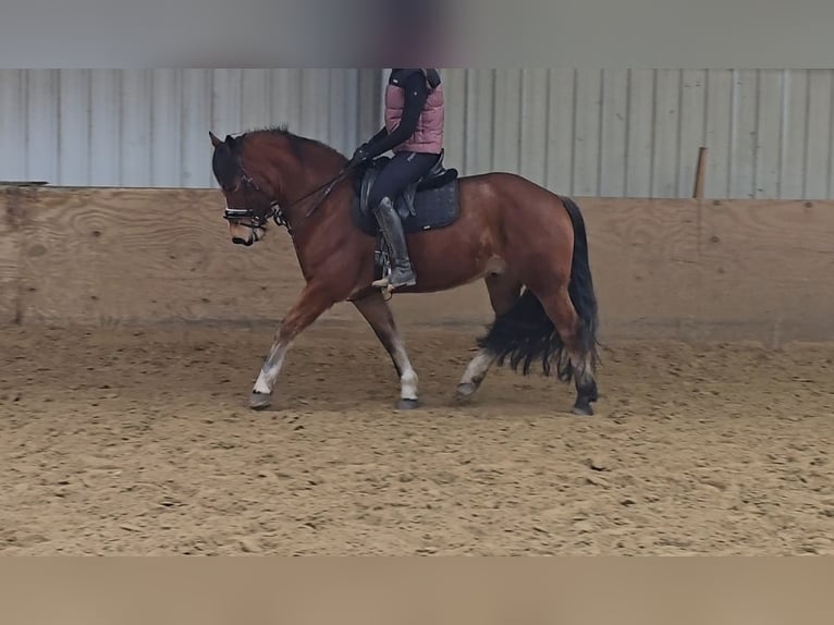 Freiberger Gelding 5 years 14,3 hh Brown in Mülheim an der Ruhr