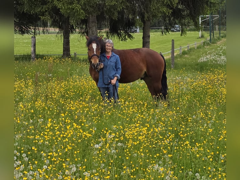 Freiberger Gelding 5 years 14.3 hh Smoky-Black in Kappelen