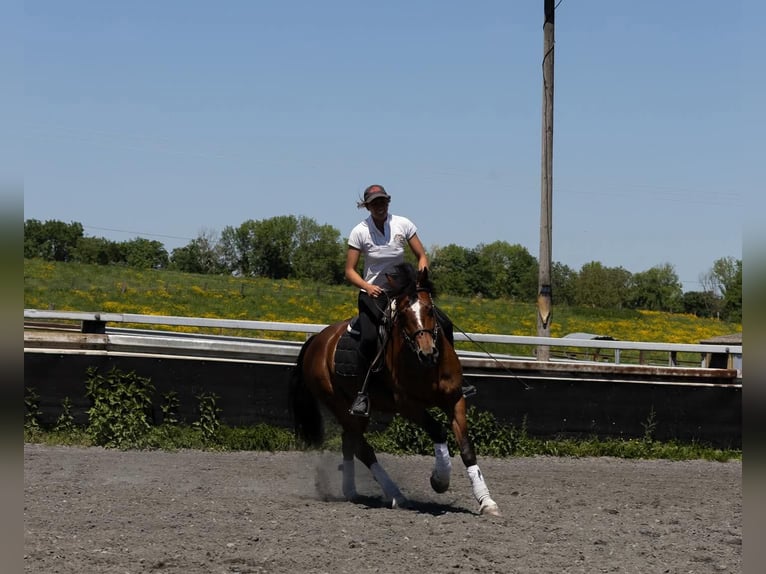 Freiberger Gelding 5 years 14.3 hh Smoky-Black in Kappelen