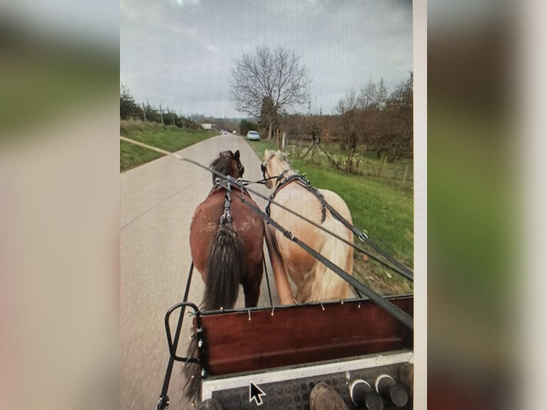 Freiberger Gelding 5 years 14,3 hh Brown in Rümmingen