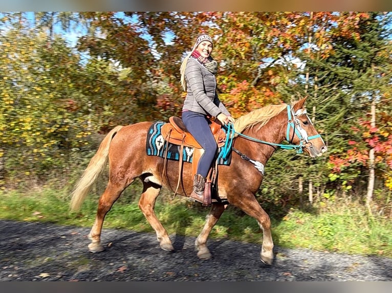 Freiberger Gelding 5 years 15.1 hh Chestnut-Red in Linkenbach