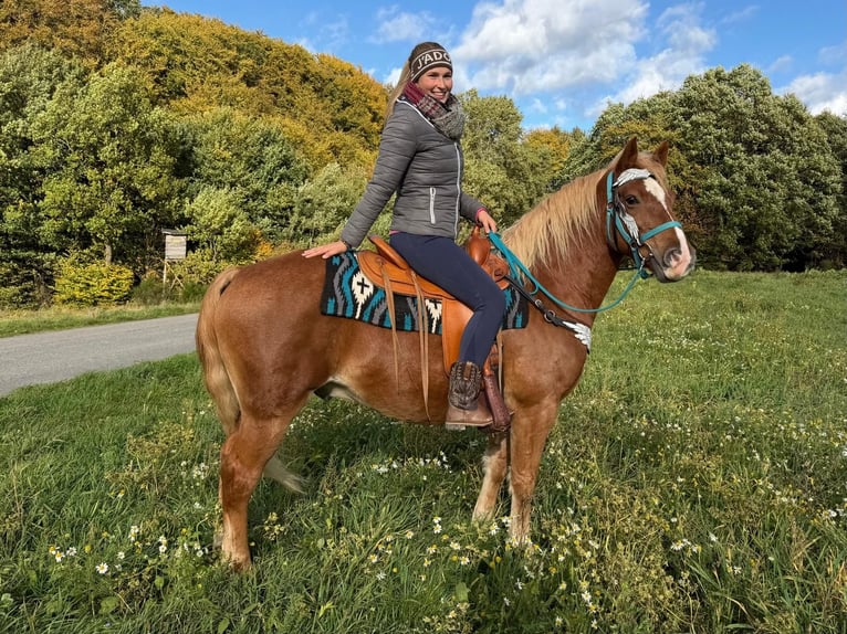 Freiberger Gelding 5 years 15.1 hh Chestnut-Red in Linkenbach
